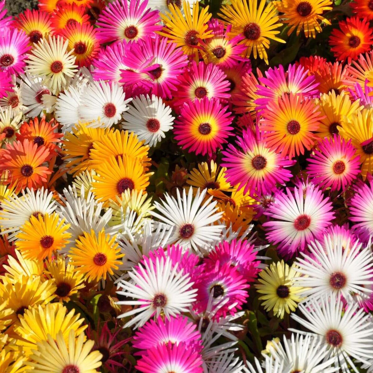 Livingstone Daisy Flower Seeds for Planting Heirloom, Non-GMO, Easy to Grow, Perennial