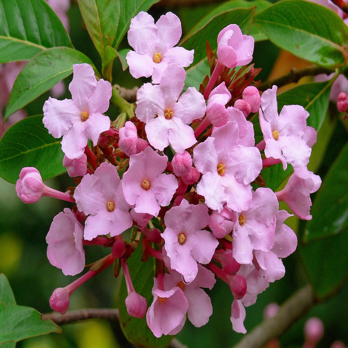 Luculia Gratissima Flower Seeds for Planting  Heirloom, Non-GMO, Drought-Tolerant, High Germination