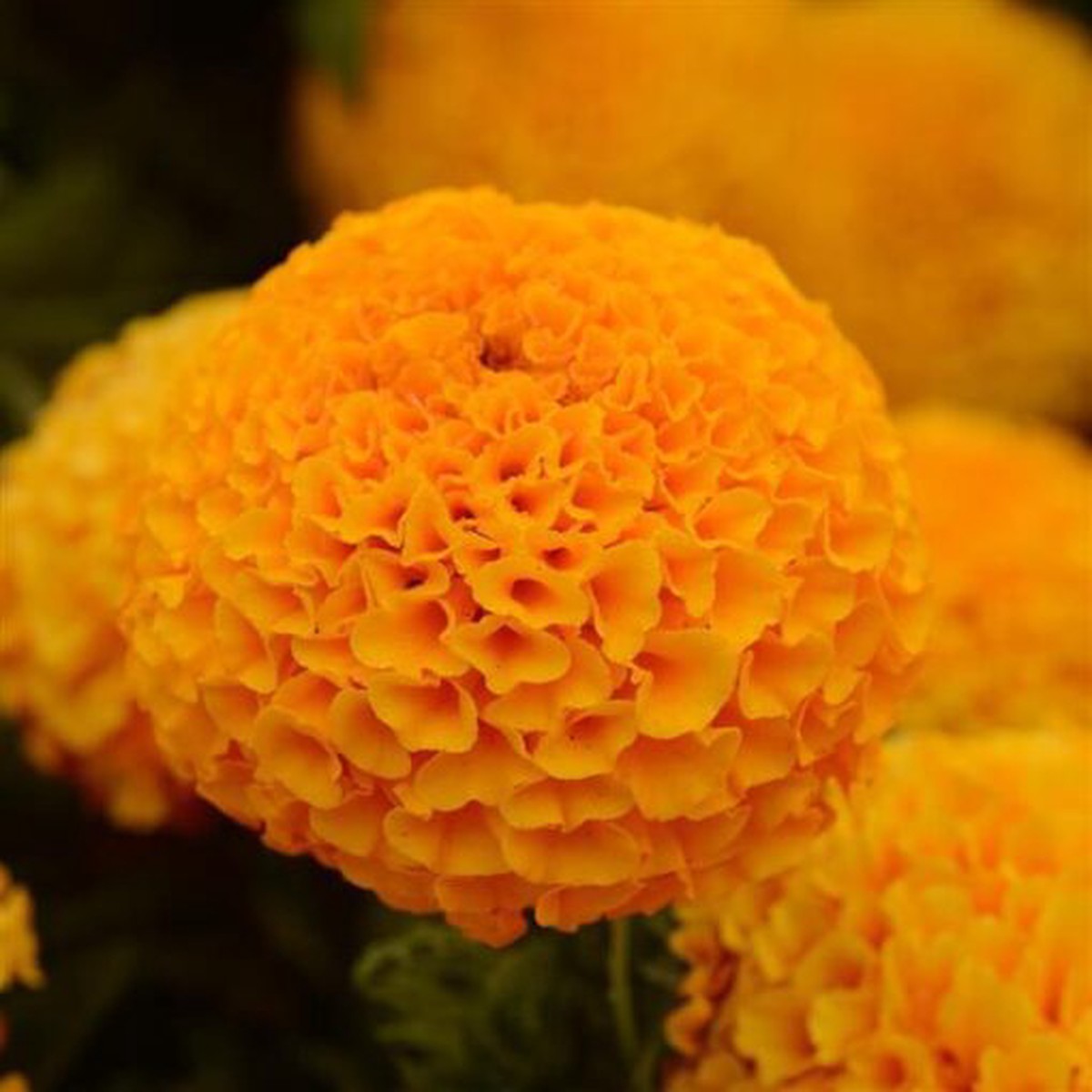 Marigold Taishan Orange Double Imported Heirloom, Non-GMO, High Germination Organic Garden Seeds