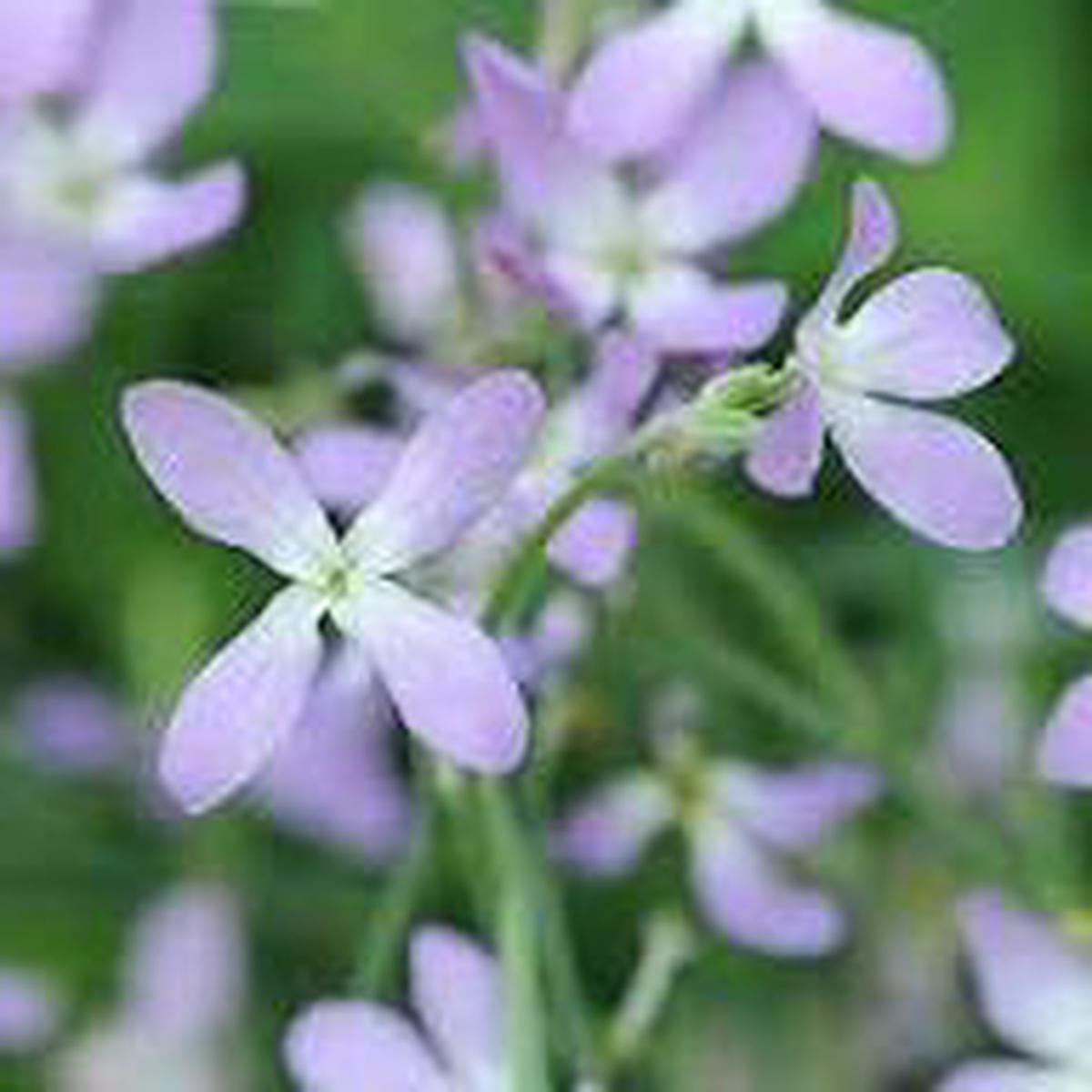 Matthiola Flower Seeds for Planting  Heirloom, Non-GMO, High Germination Organic Garden Seeds