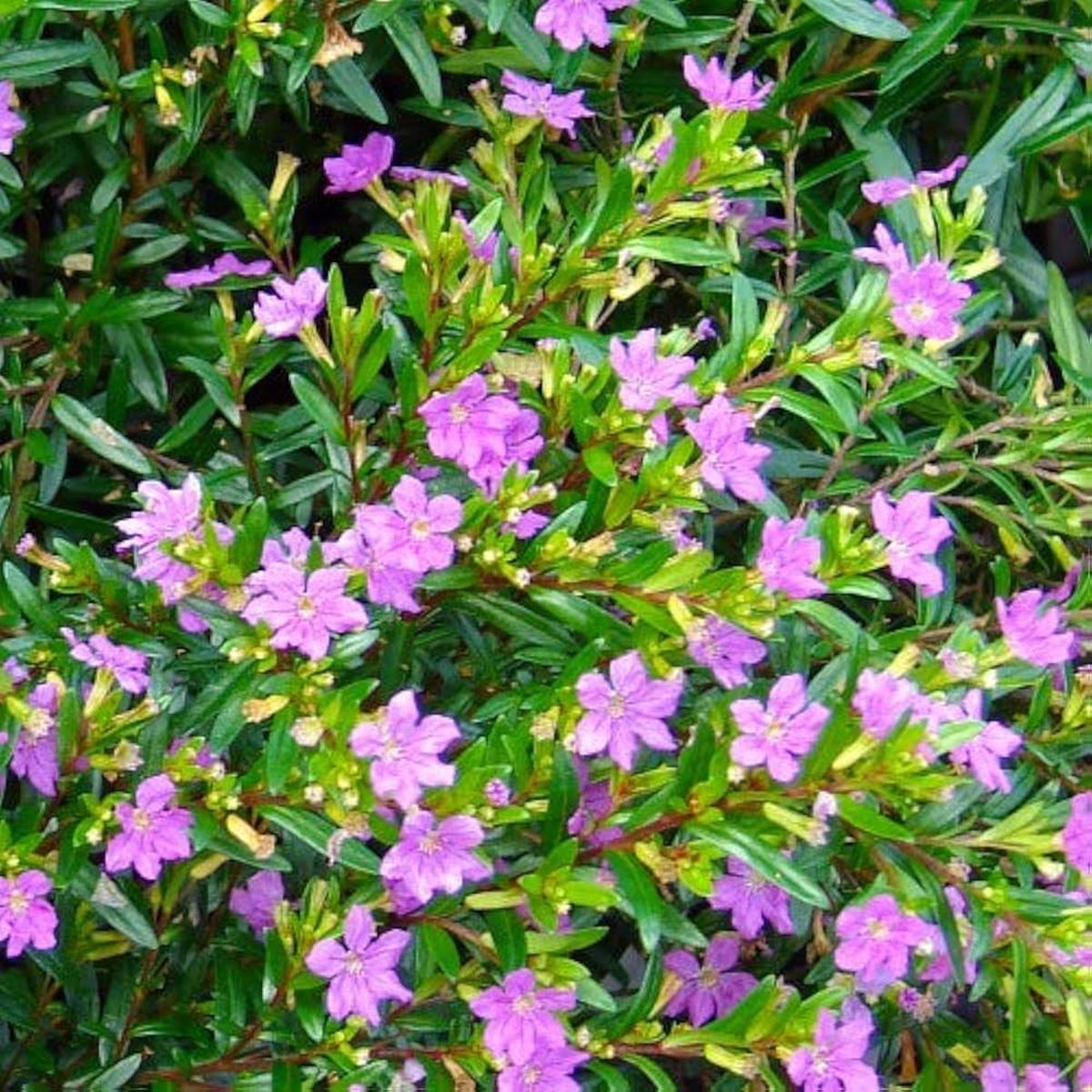 Mexican Heather (Cuphea Hyssopifolia) Flower Seeds for Planting Heirloom Non-GMO Organic Garden Seeds with High Germination