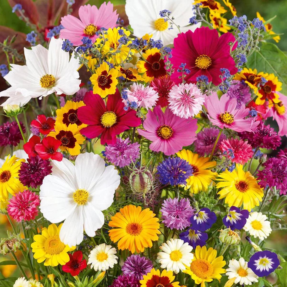 Micrantha Flower Seeds for Planting - 100 pcs