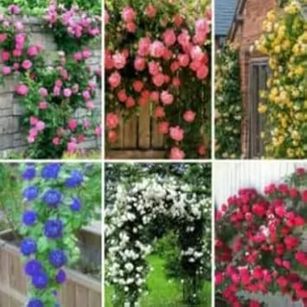 Mixed Climbing Rose Heirloom Non-GMO Seeds for Planting  High Germination Organic Garden Seeds for Vertical Blooms