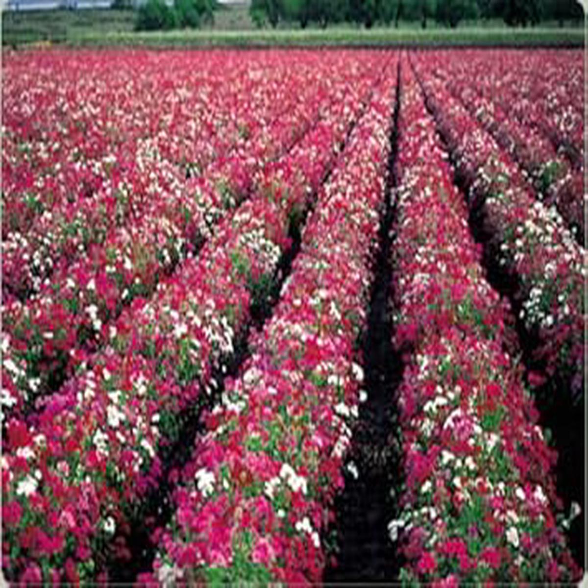 Mixed Drummond Flower Seeds for Planting - 100 pcs
