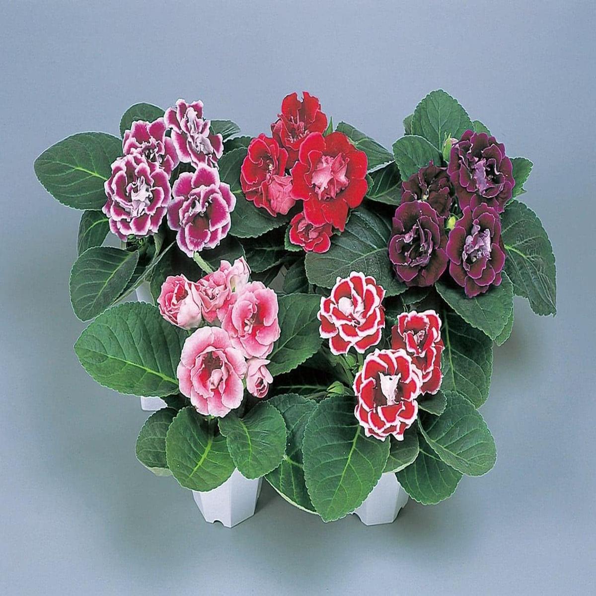 Mixed Gloxinia Seeds for Planting  Organic, Heirloom, Non-GMO High Germination Flower Seeds