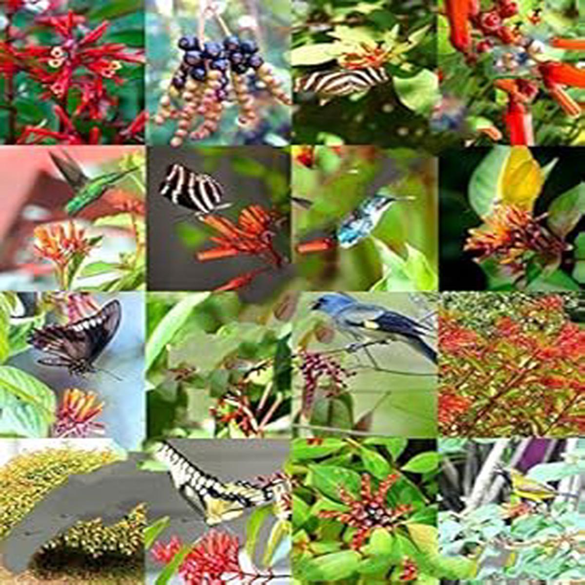Mixed Hamelia Patens Flower Seeds for Planting - 100