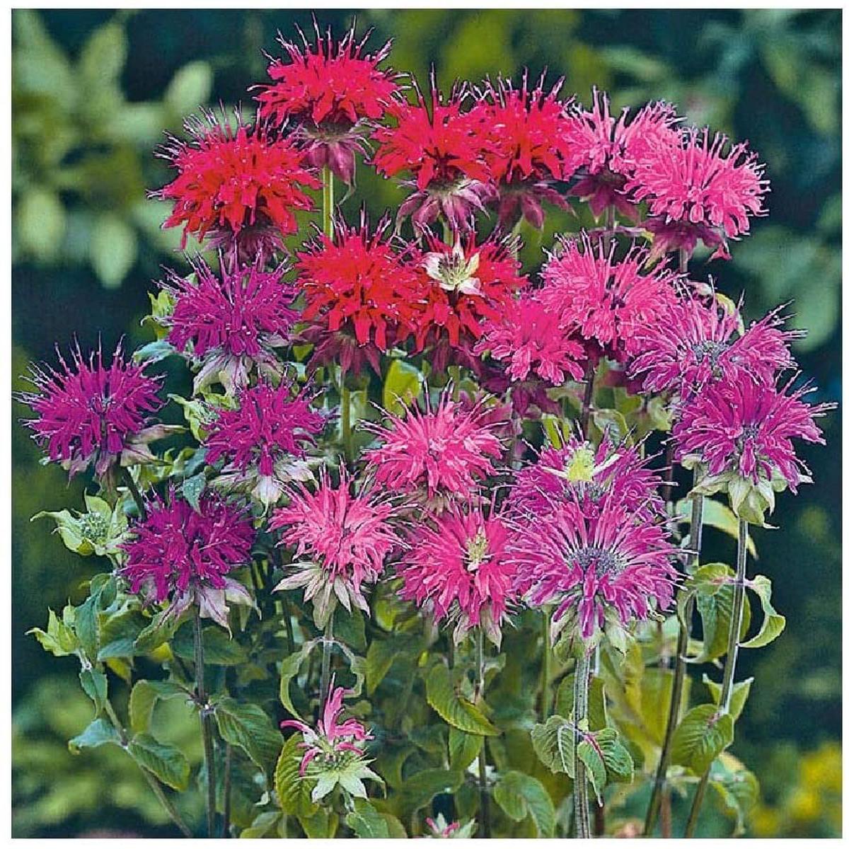 Monarda Bee Balm Mix Seeds for Pollinator-Friendly Flowers