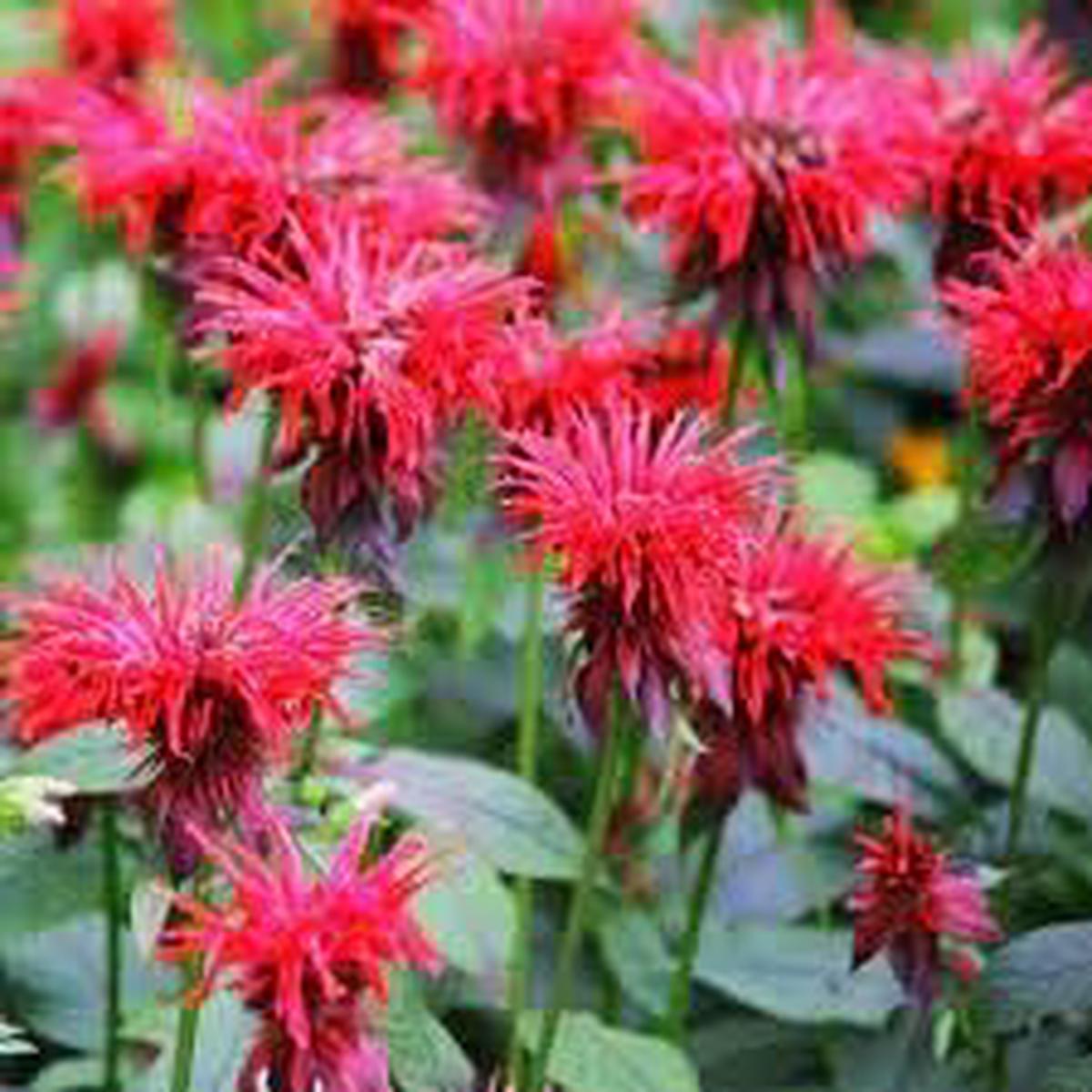 Monarda Didyma Flower Seeds for Planting  Garden Favorite, Heirloom, Non-GMO, High Germination Garden Seeds