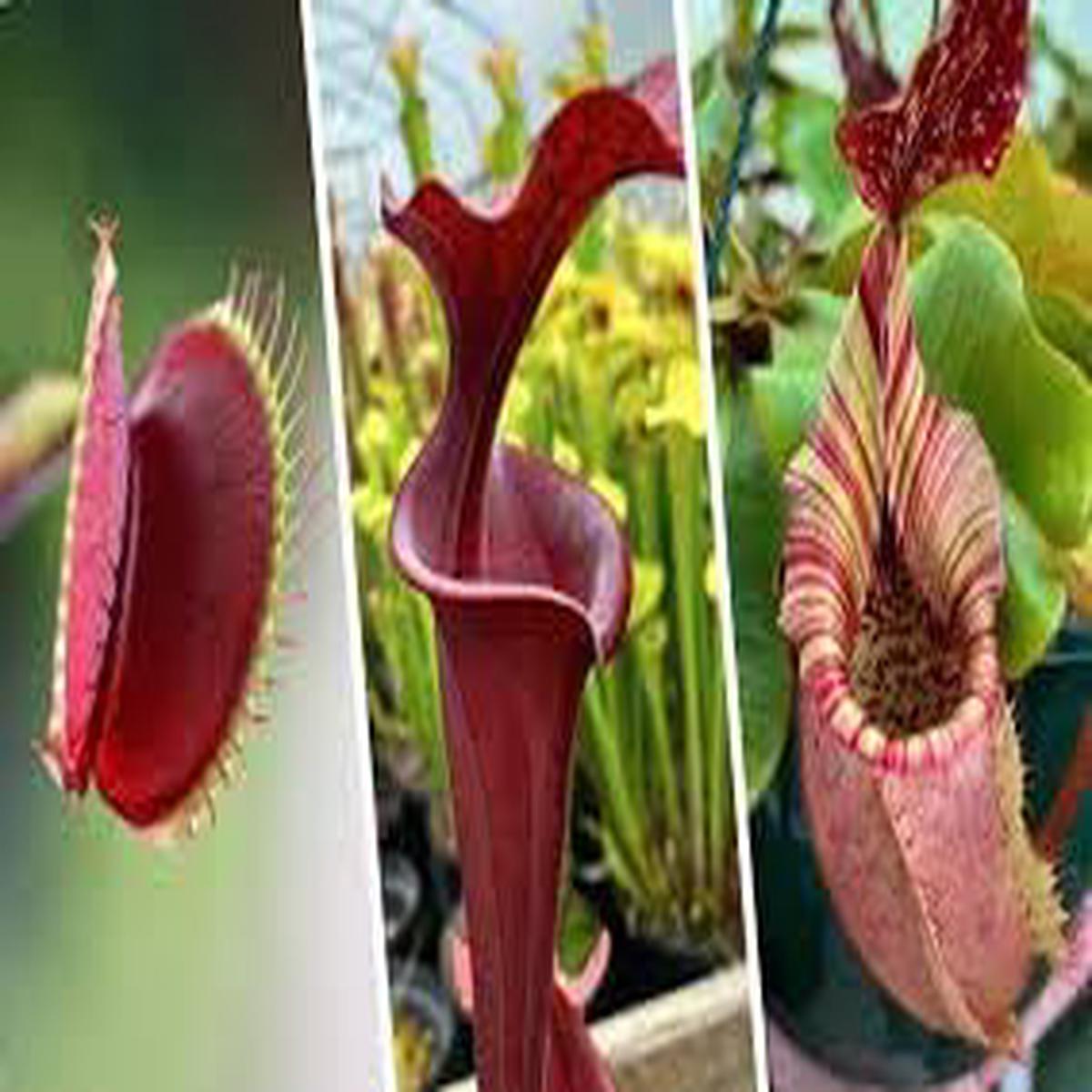 Mosquito Carnivorous Plant Seeds for Planting Non-GMO, Heirloom, High Germination Seeds