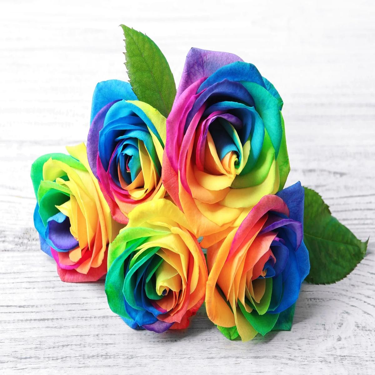 Multi-Colored Rose Flower Seeds for Planting  Heirloom, Non-GMO, High Germination Colorful Variety