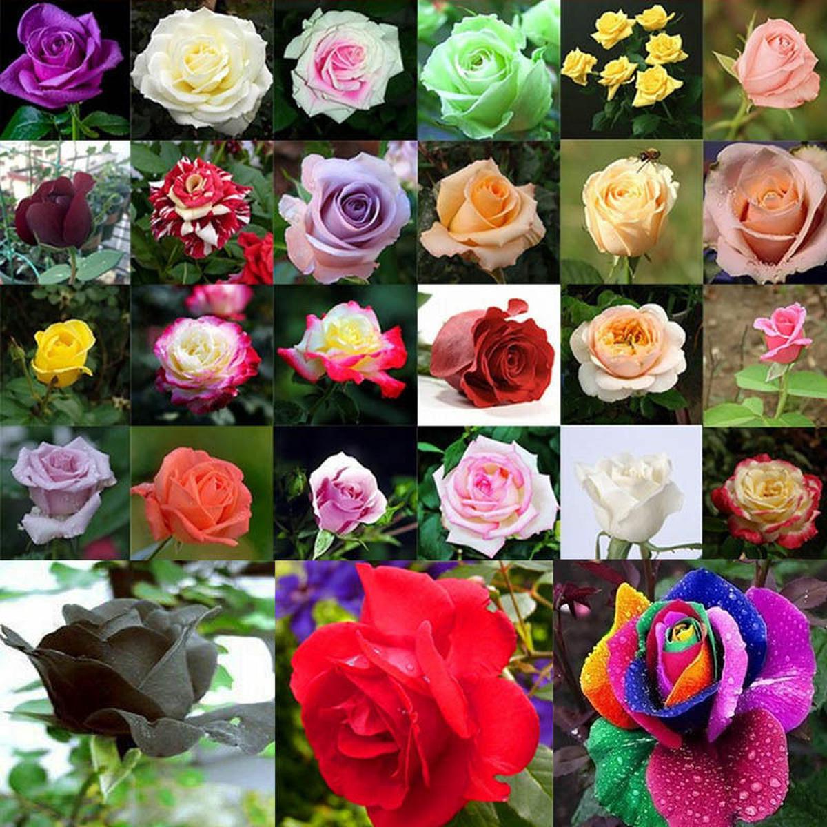 Multi Colored Rose Seeds Heirloom, Non-GMO, High Germination Organic Garden Seeds for Planting Unique Rainbow Roses