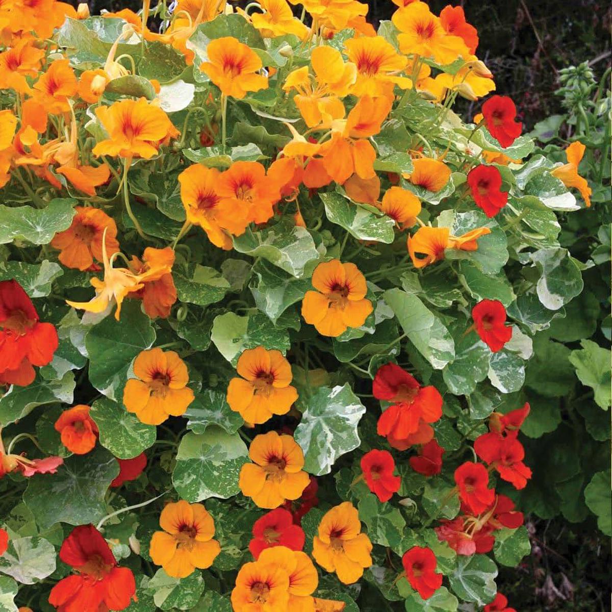 Multi Nasturtium Flower Seeds for Planting  Heirloom, Non-GMO, Shade Tolerant, High Germination