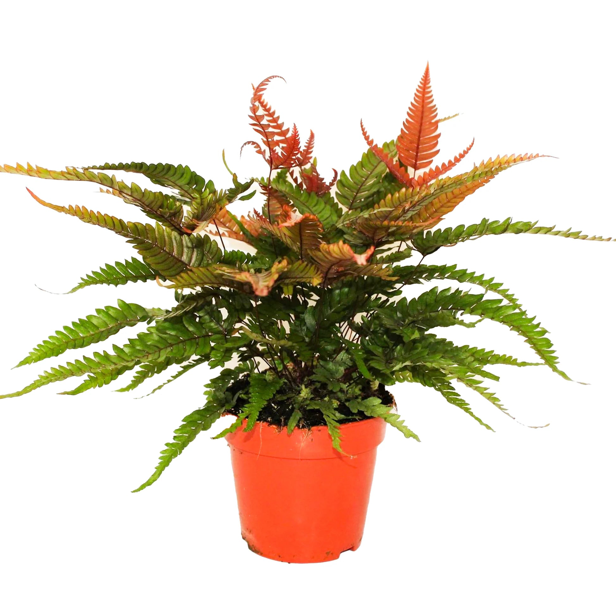 MultiColour Fern for Planting heirloom & Non GMO Seeds Seasonal Bloomer Sale