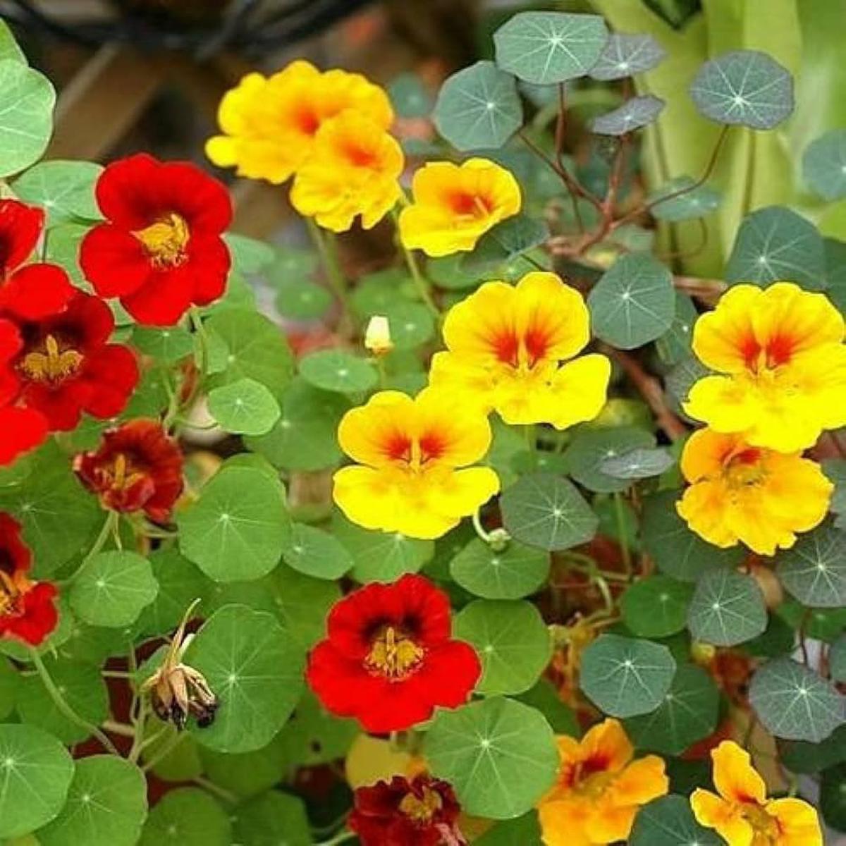 Nasturtium Flower Seeds Tropaeolum majus for Planting in Flower Bed
