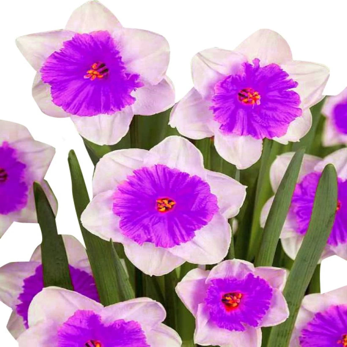 Nema Double Petals Narcissus Flower Seeds for Planting  Heirloom, Non-GMO, High Germination Organic Garden Seeds