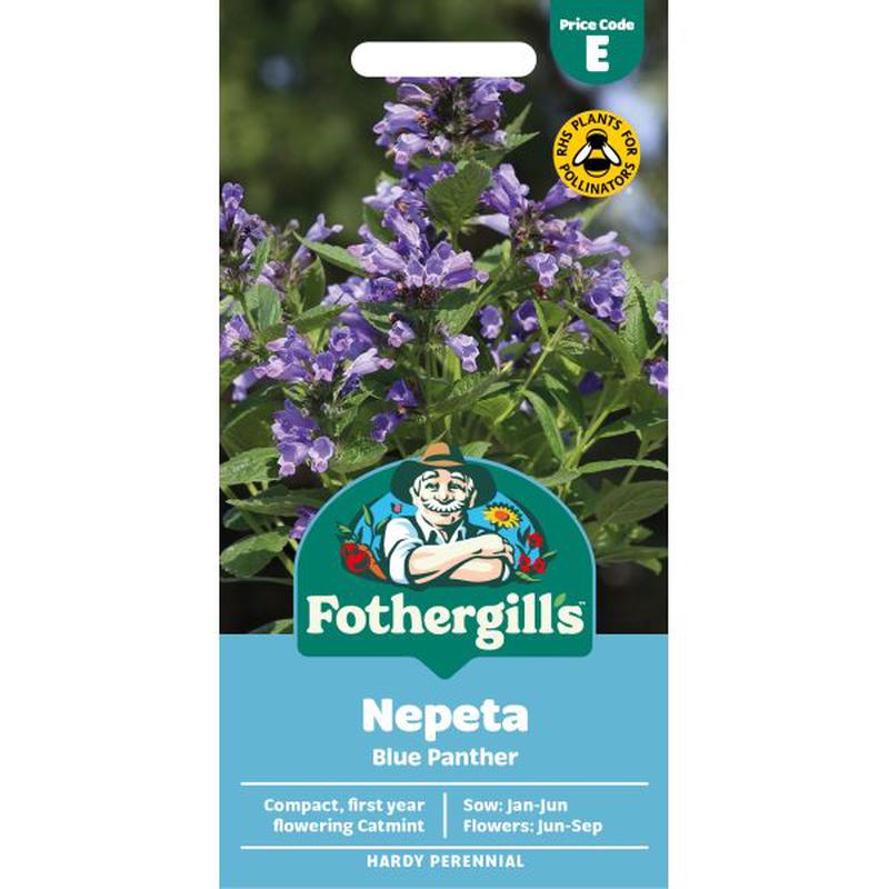 Nepeta Blue Panther Seeds