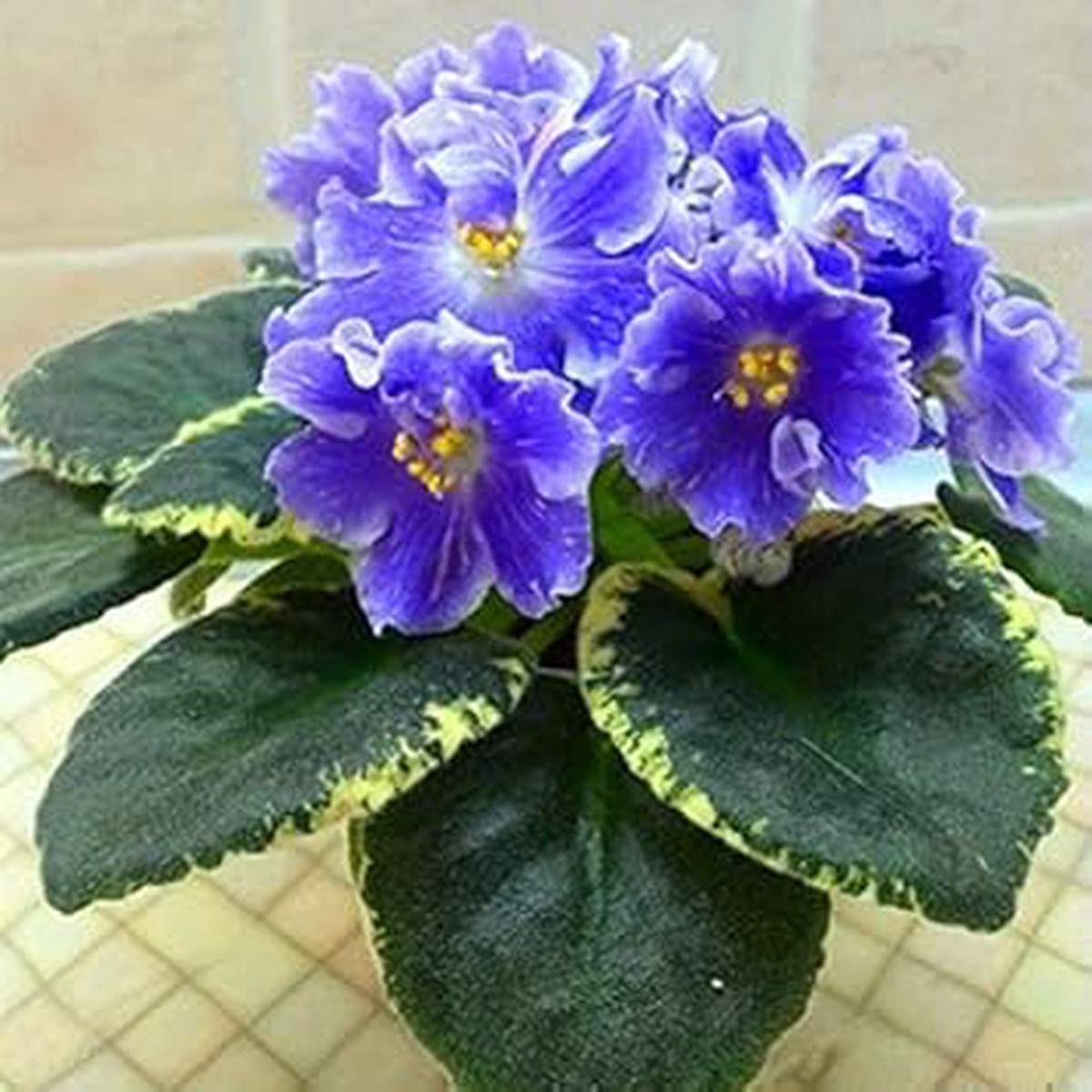 Non-GMO Blue Mini Matthiola Flower Seeds for Garden Planting Heirloom, High Germination Organic Seeds