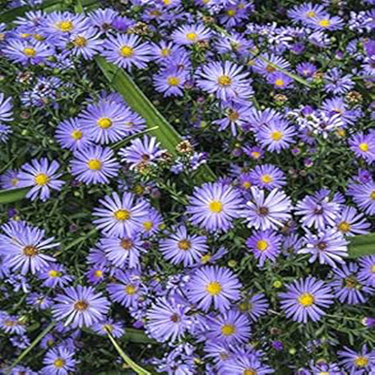Non-GMO Light Violet Gazania Flower Seeds for Garden Planting  Heirloom, High Germination Organic Seeds