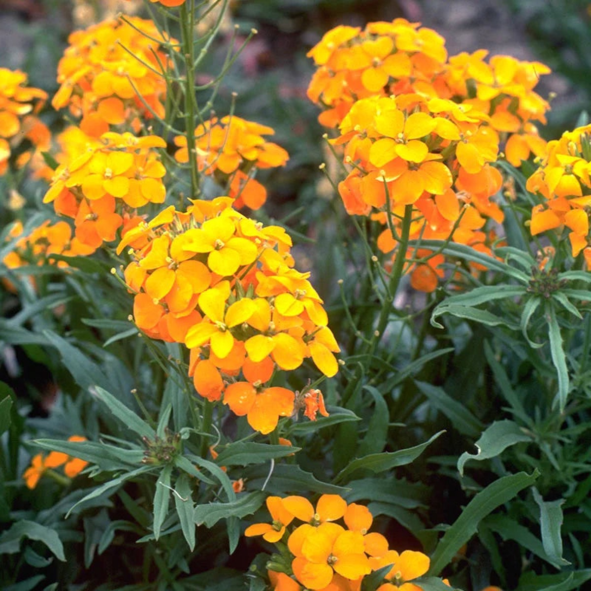 Orange Cheiranthus Flower seeds for Planting Wildflower Mix Heirloom & GMO Free Seeds for Home Garden Sale