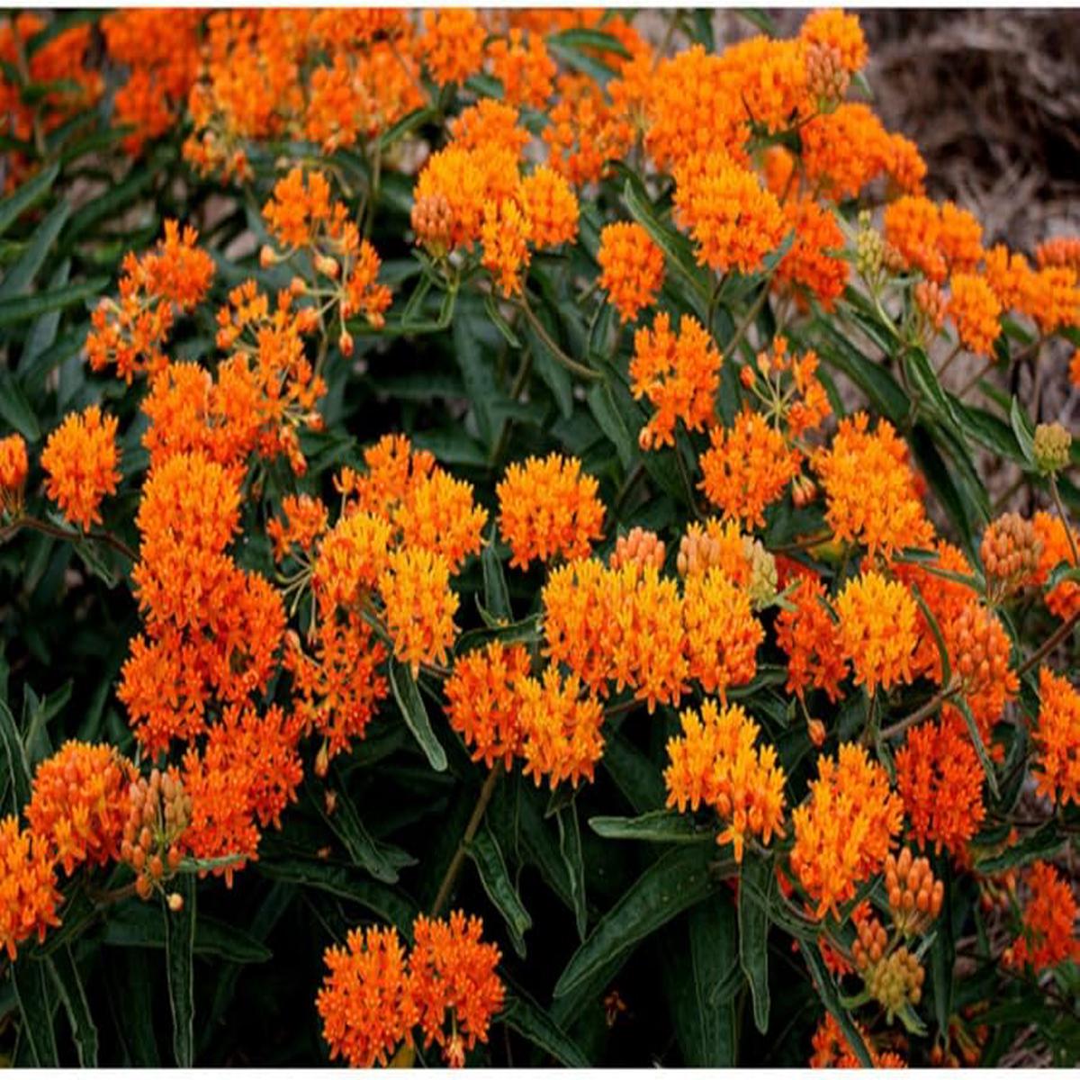 Orange Hohe Hardy Butterfly Weed Hummingbird Friendly Flowering Plant Flower Seeds Home Garden