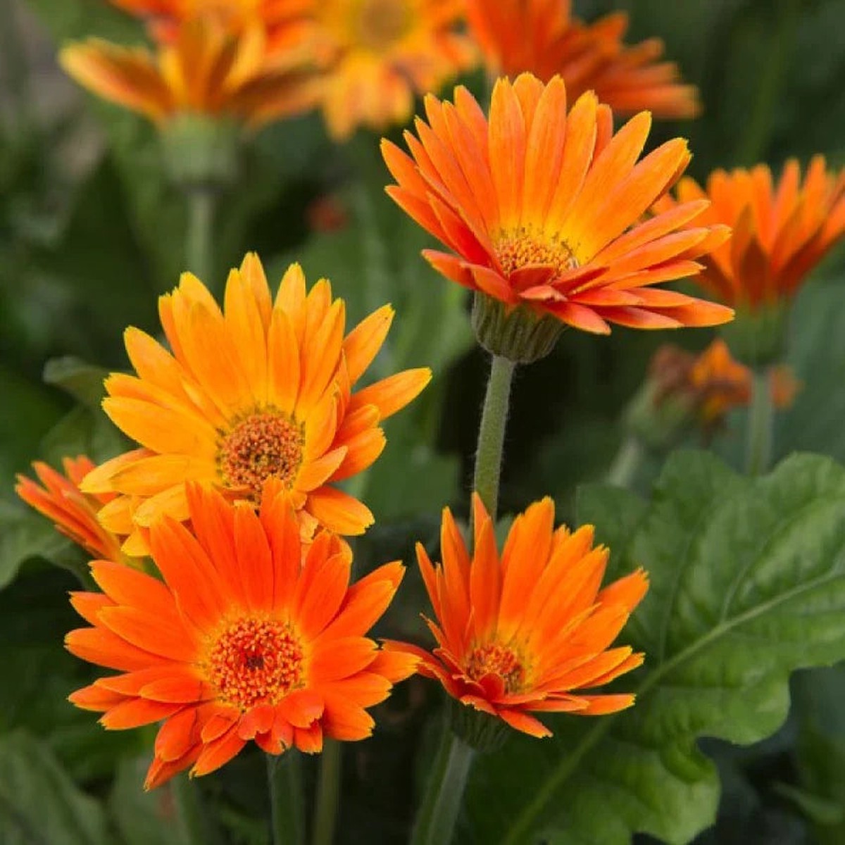 Orange Marguerite Flower seeds for Planting - Fragrant Blossoms, Heirloom & GMO Free Seeds for Home Garden