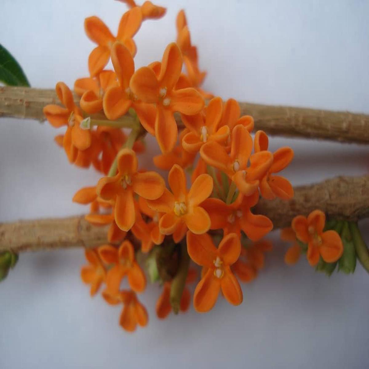 Orange Osmanthus Flower Seeds for Planting  Heirloom, Non-GMO, Low Maintenance, High Germination