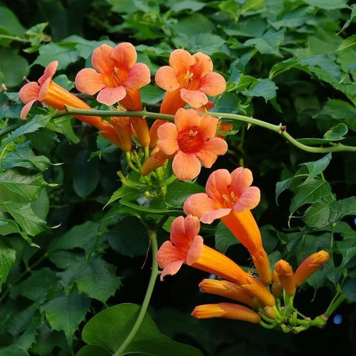 Orange Tecoma Flower Seeds for Planting  Heirloom, Non-GMO, High Germination Organic Garden Seeds