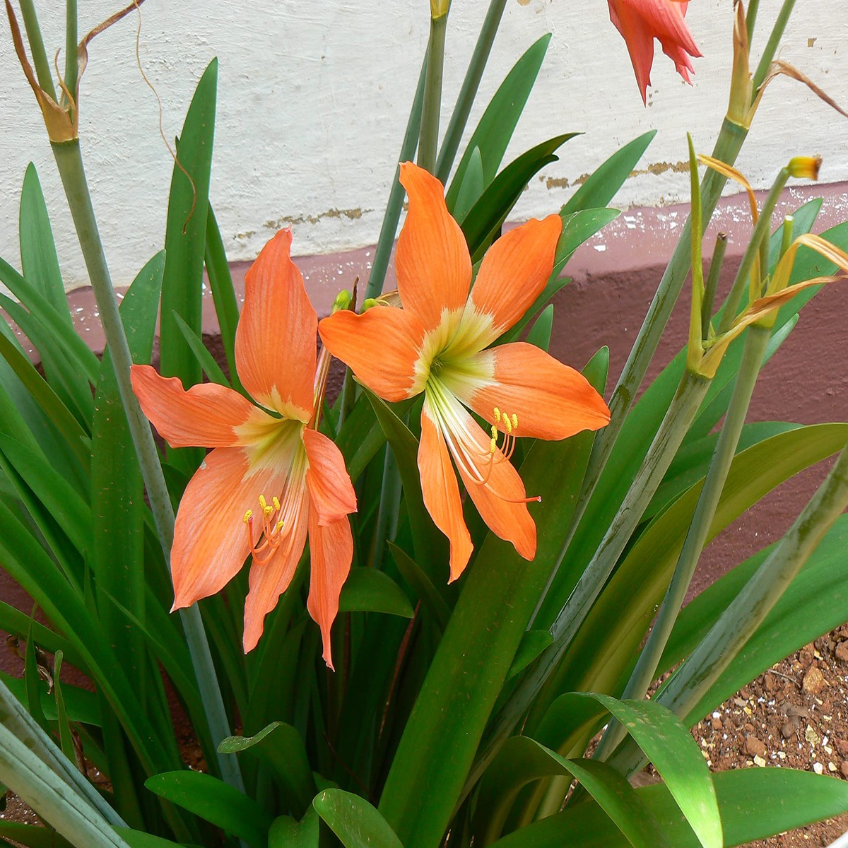 Orange White Amaryllis Barbados Fresh Flower Planting Flower Seeds Home Garden Planting,