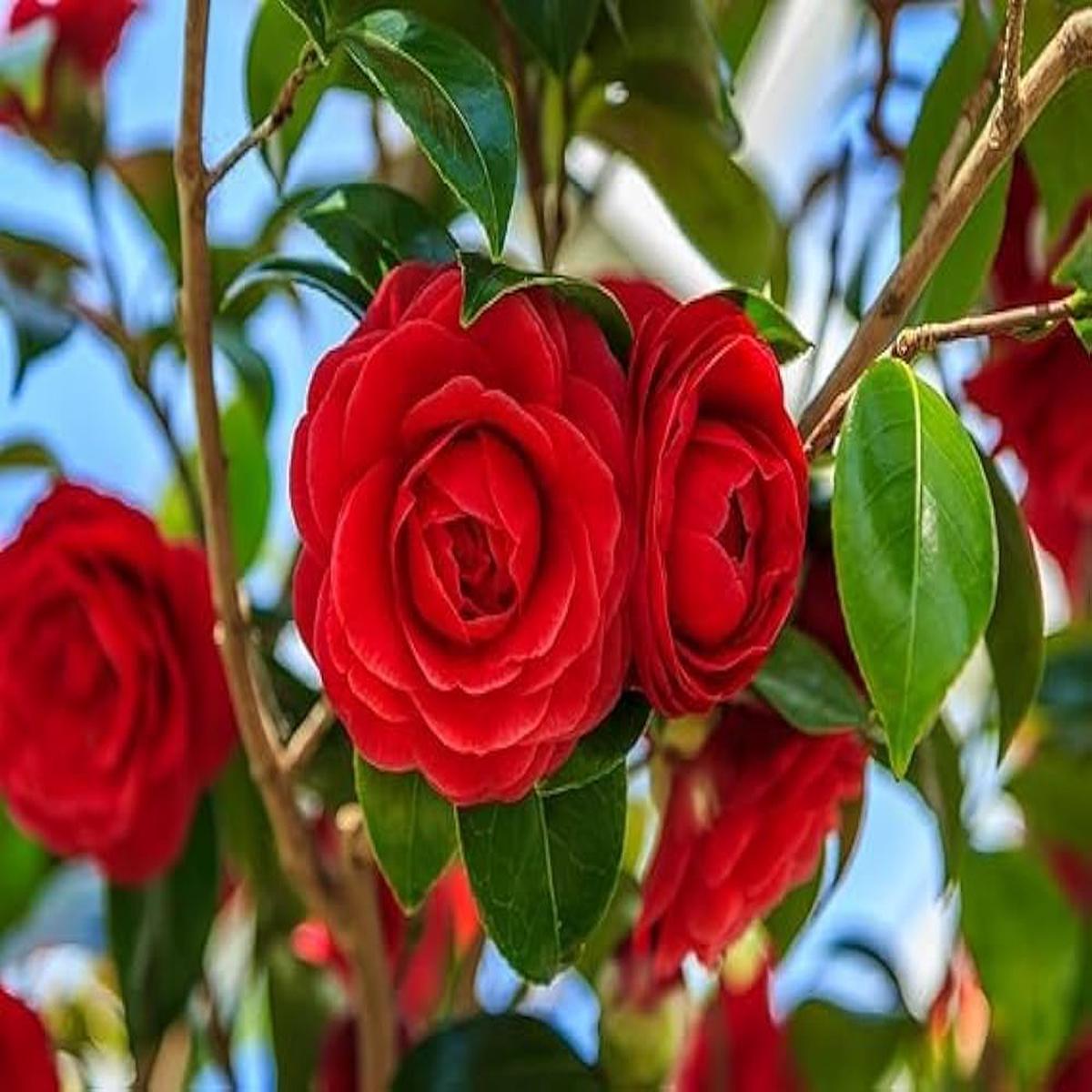 Organic Heirloom Camellia Burgundy Flower Seeds for Planting  Non-GMO, High Germination Organic Garden Seeds