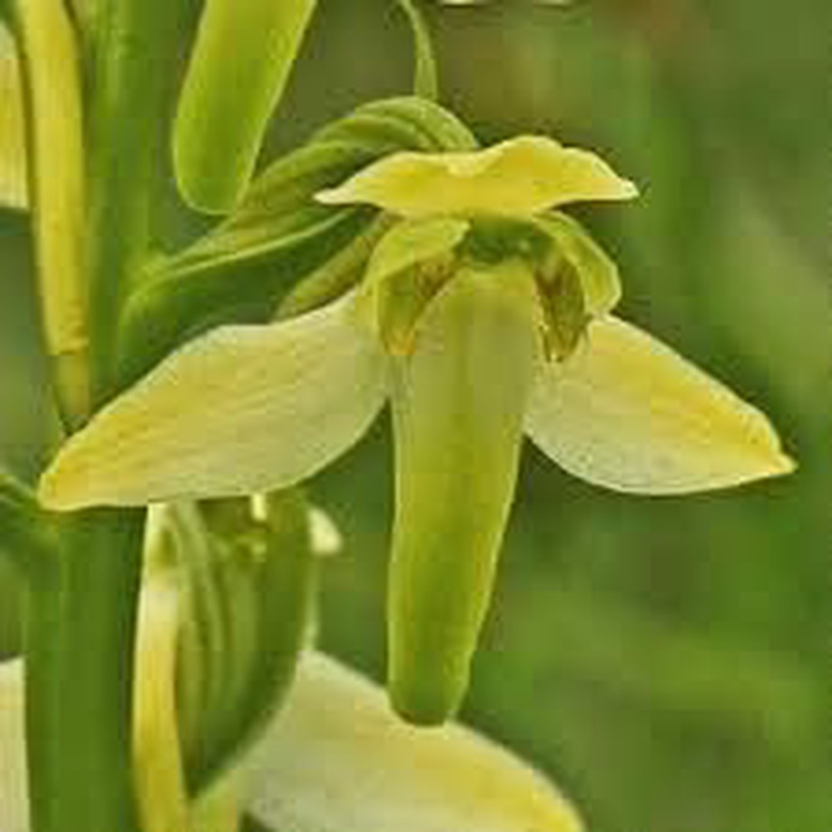 Organic Heirloom Lime Green Cymbidium Maxillaria Goeringii Seeds for Planting | Non-GMO Organic Garden Seeds High Germination