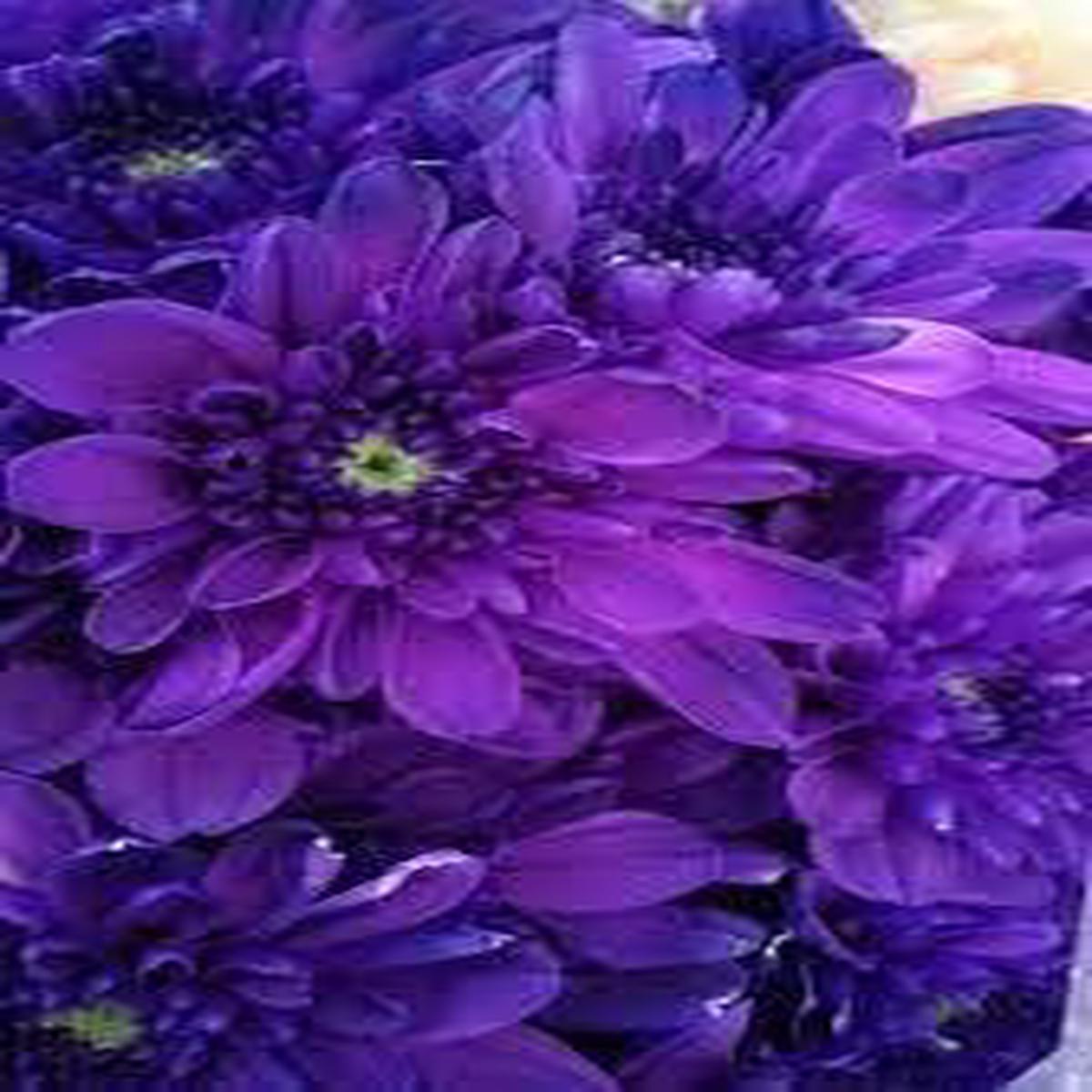 Organic Heirloom Non-GMO Blue Violet Chrysanthemum Seeds for Planting  Garden Blooms