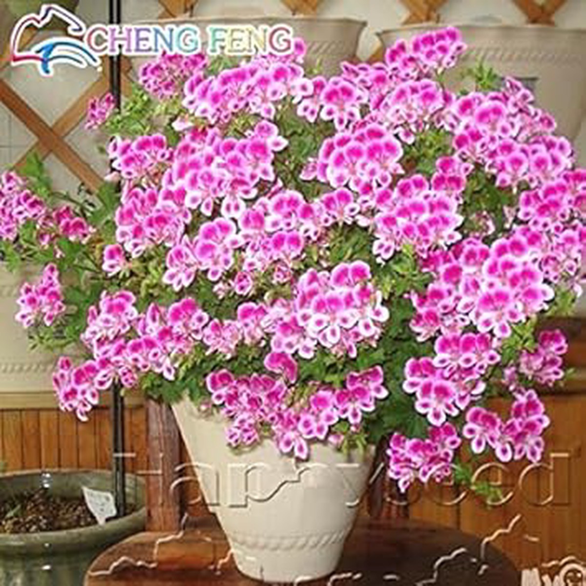 Organic Pink White Univalve Flower Seeds for Planting Heirloom, Non-GMO