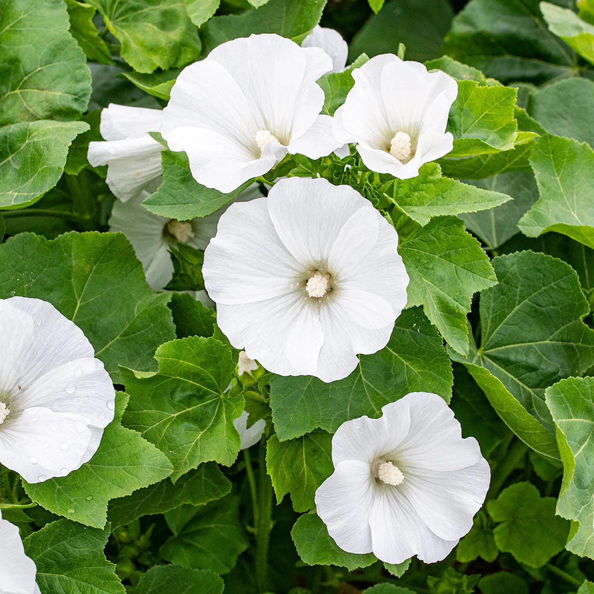 Organic White Lavatera Flower Seeds for Planting  Heirloom, Non-GMO