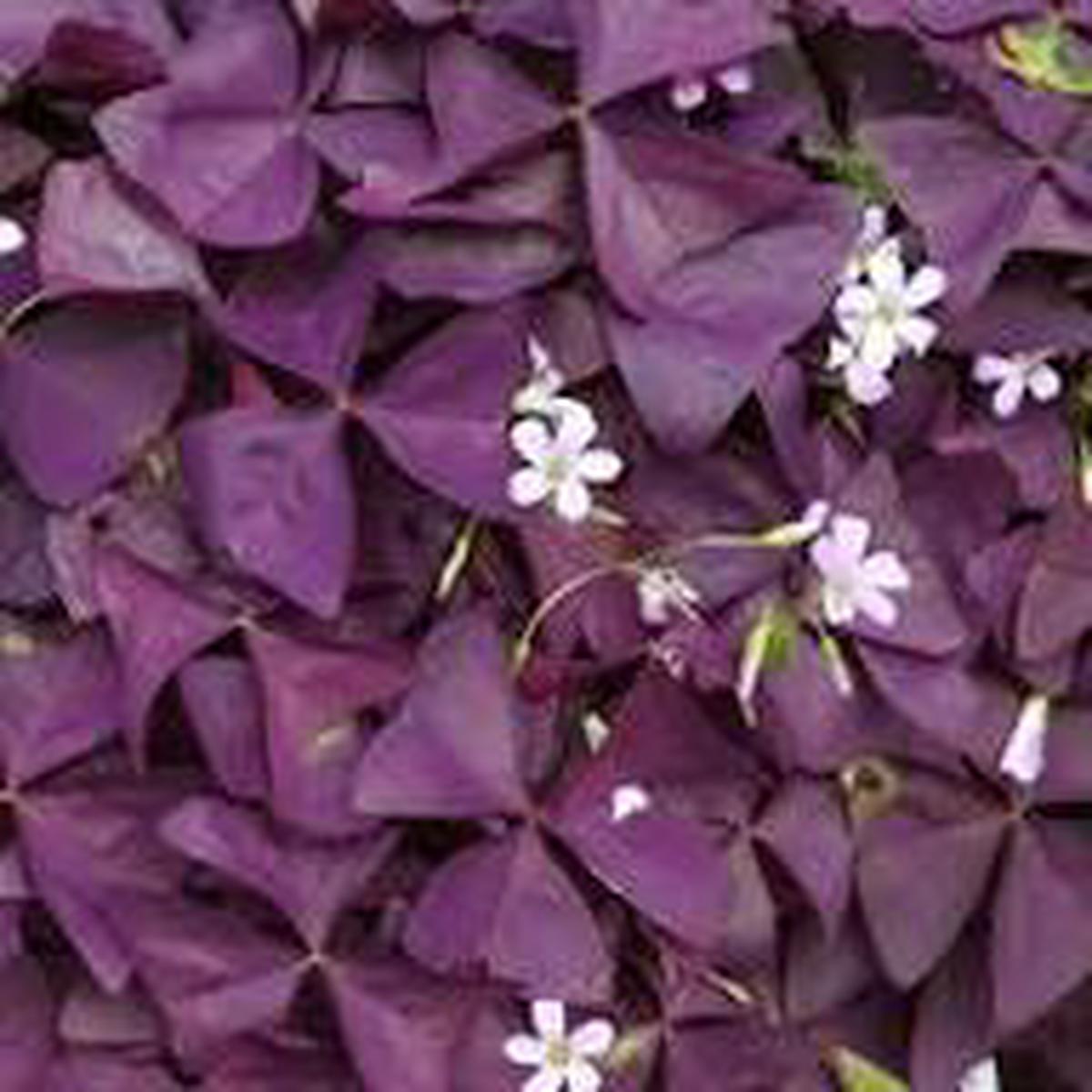 Oxalis Corymbosa Flower Seeds for Planting  Heirloom Non-GMO Perfect for Borders Organic Garden Seeds