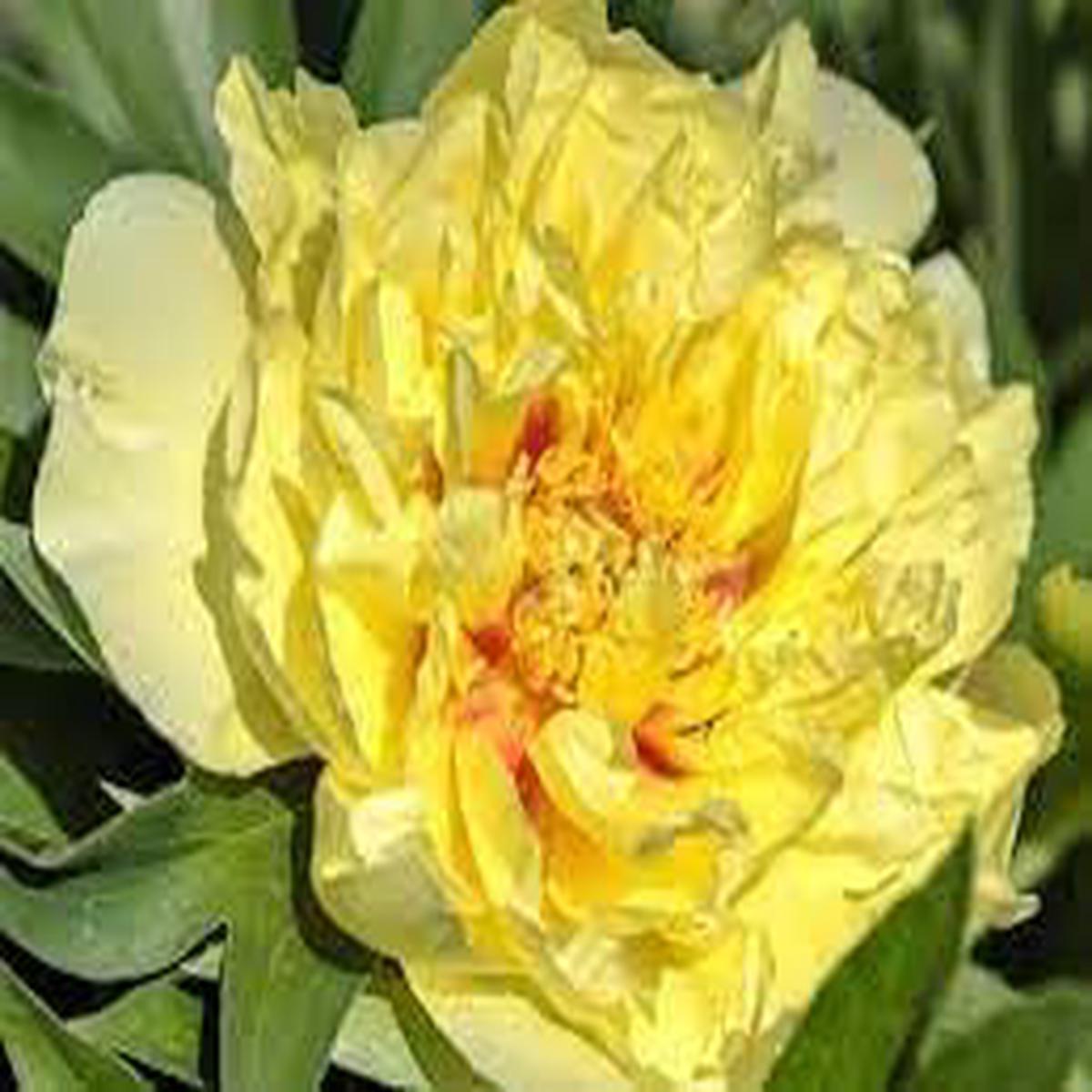 Paeonia Flower seeds for Planting - Seasonal Bloomer, Heirloom & GMO Free Seeds for Home Garden