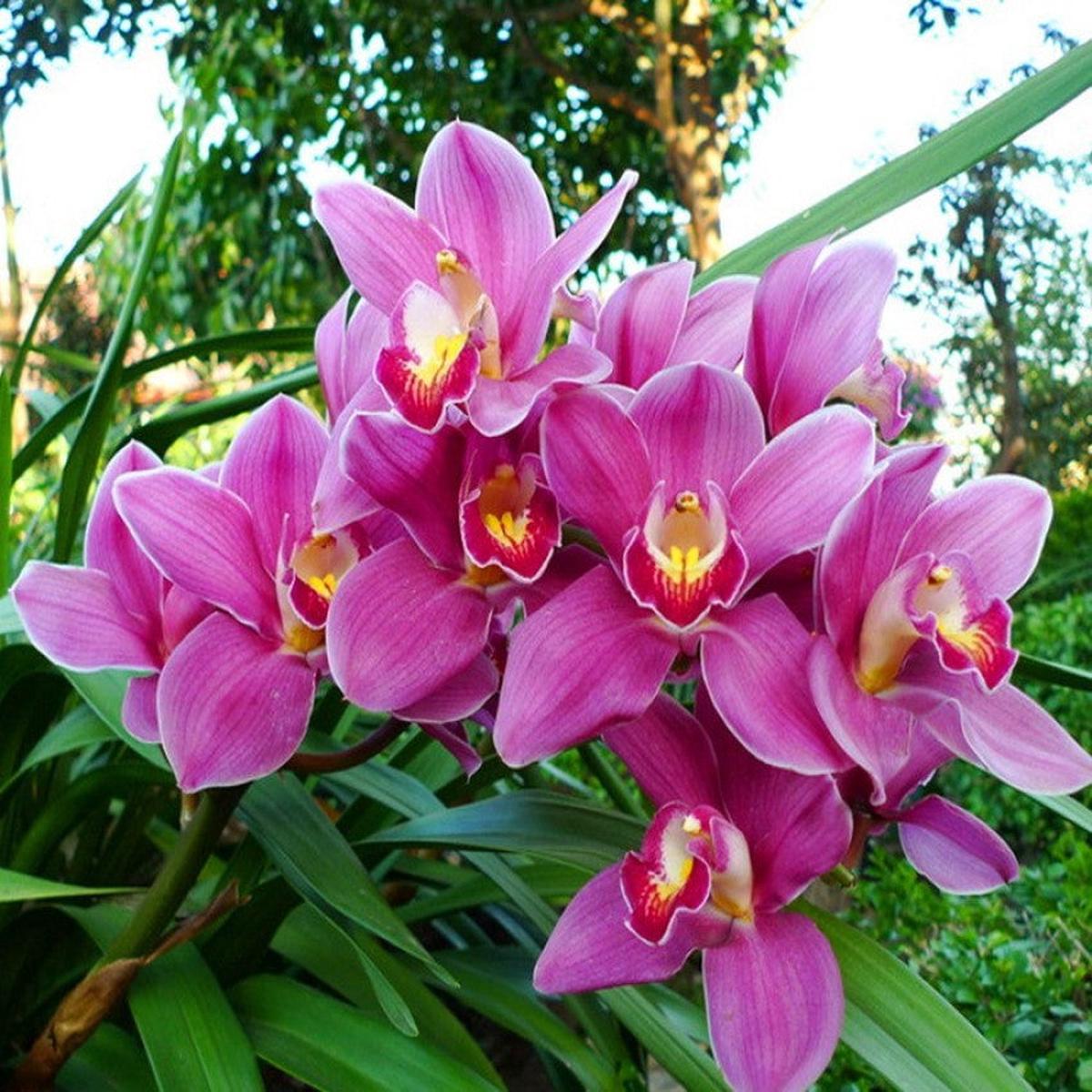 Pale Pink Phalaenopsis Orchid Flower seeds for Planting - Cut Flower Favorite, Heirloom & GMO Free Seeds for Home Garden
