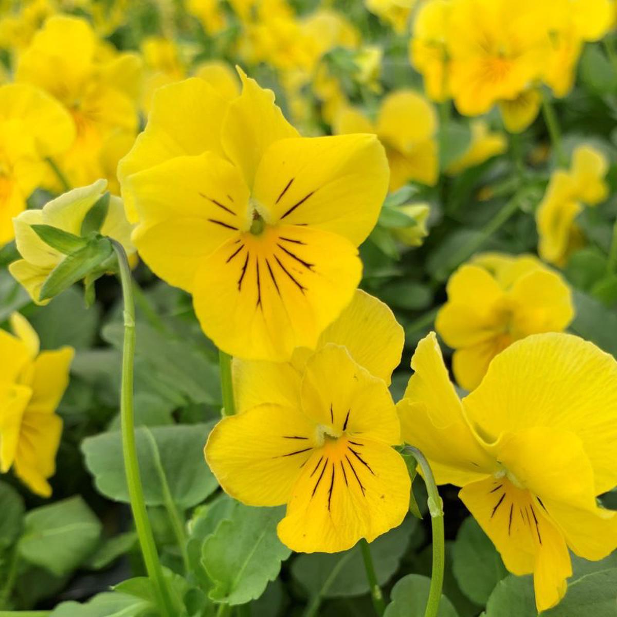 Pansy Flower seeds for Planting - Perfect for Borders, Heirloom & GMO Free Seeds for Home Garden