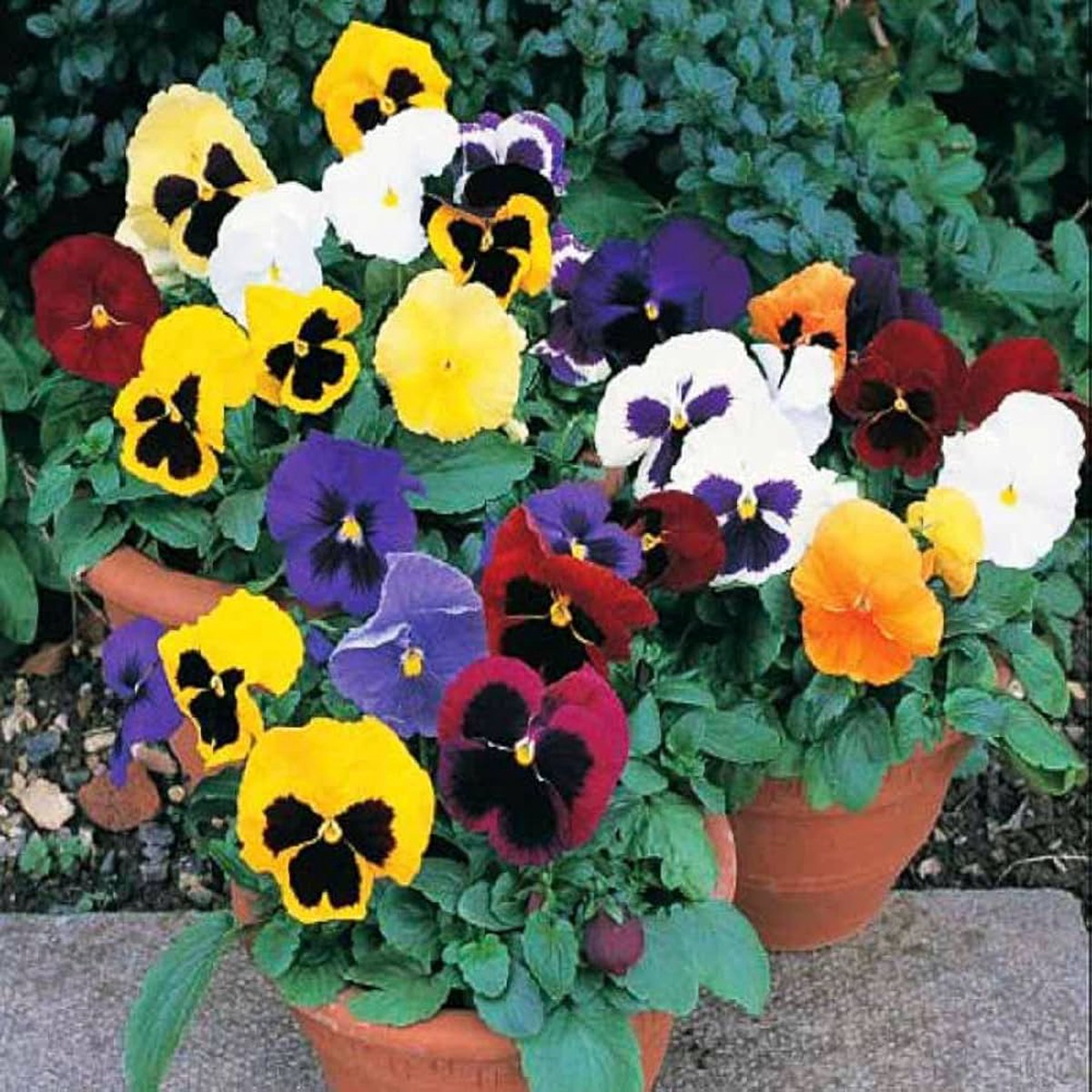 Pansy Swiss Giant Planting Colorful Viola X Wittrockiana Flower Seeds Home Garden Planting,