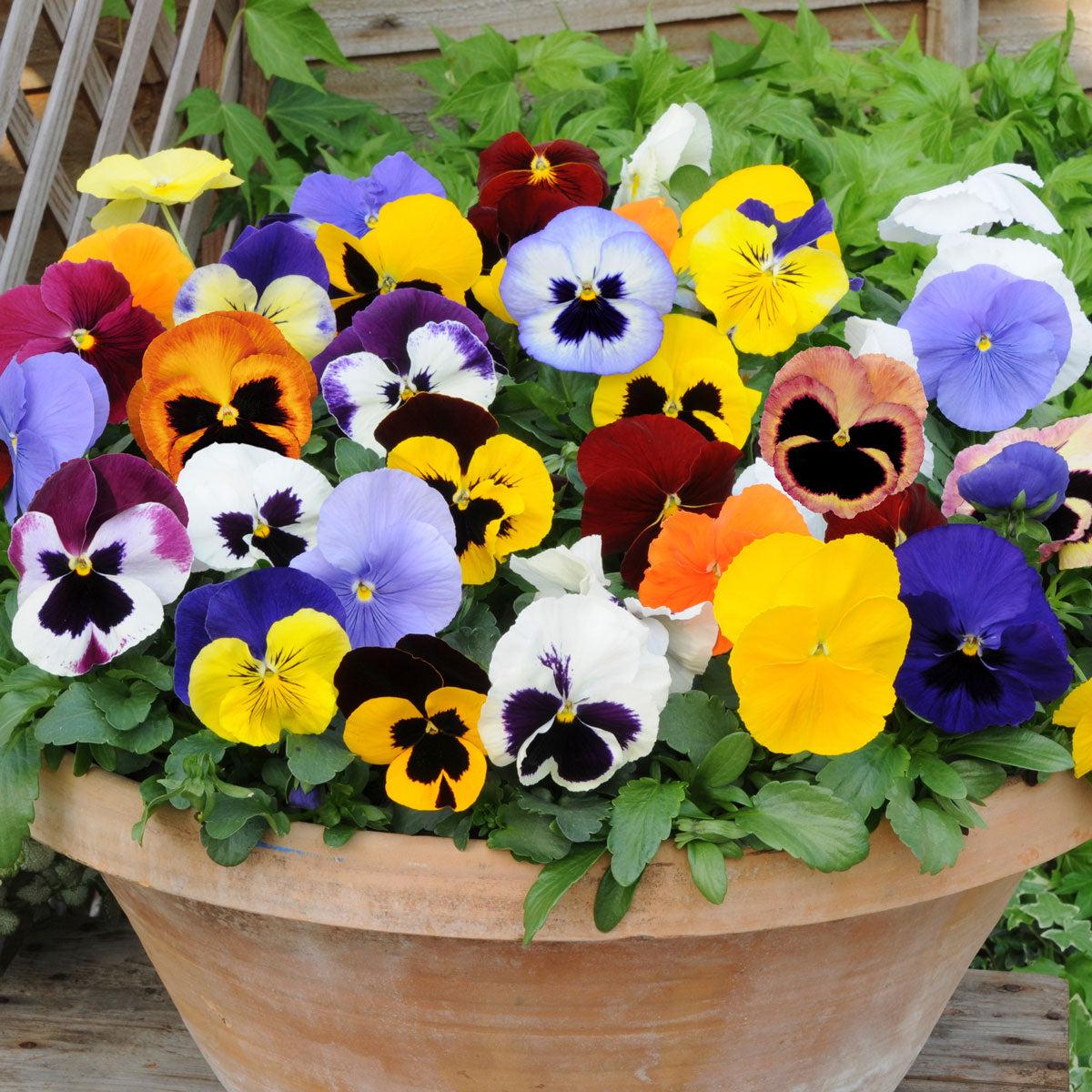 Pansy Viola Tricolor Mini Flower Seeds for Planting