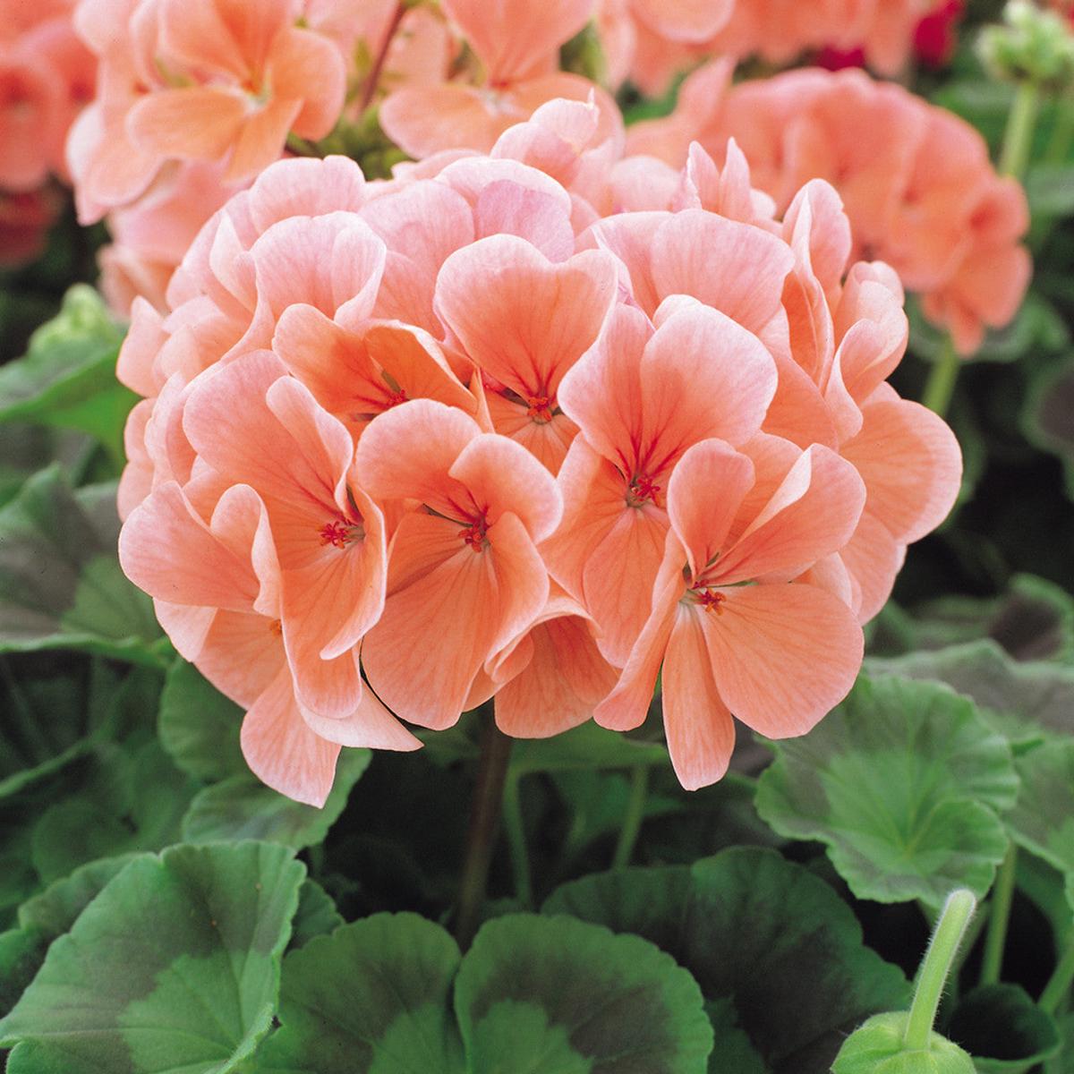 Peach Geranium Flower Seeds for Planting Heirloom, Non-GMO, Vibrant Colors, Organic Garden Seeds