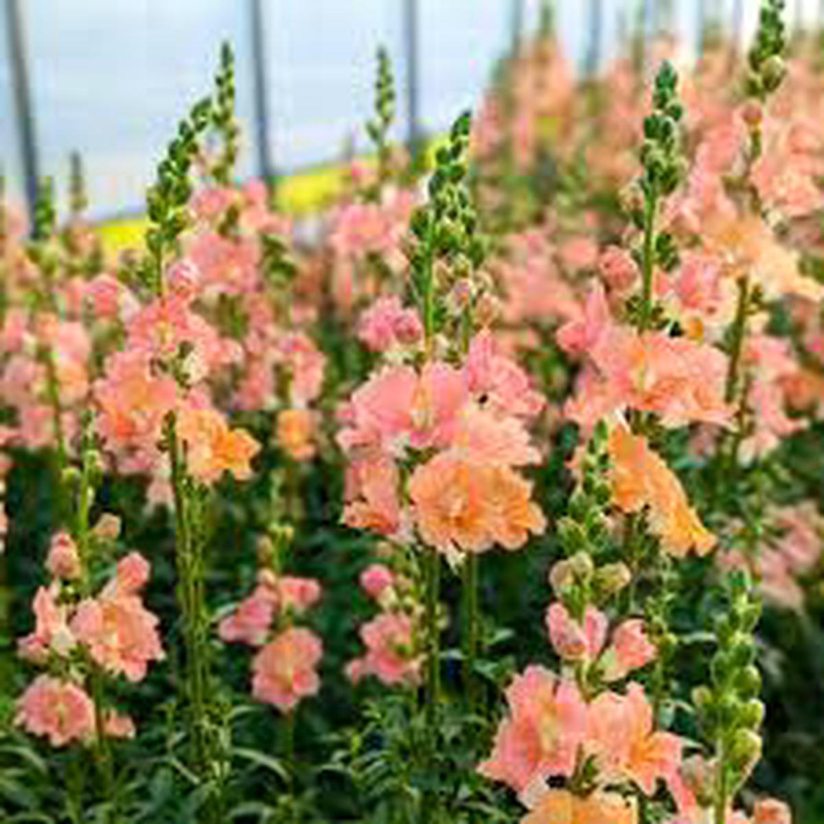 Peach Snapdragon Seeds Soft Warm-Toned Garden Blooms