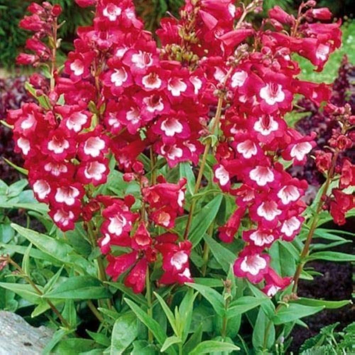 Penstemon Flagstaff Red & White Flower Seeds (Perennial) for Bold Garden Borders