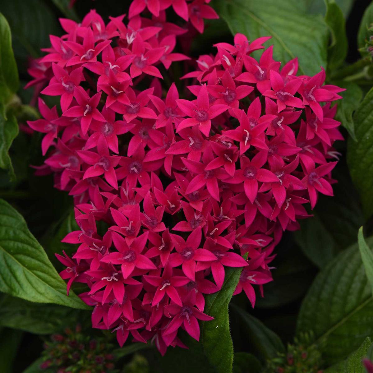 Pentas Seeds - Lucky Star Lipstick