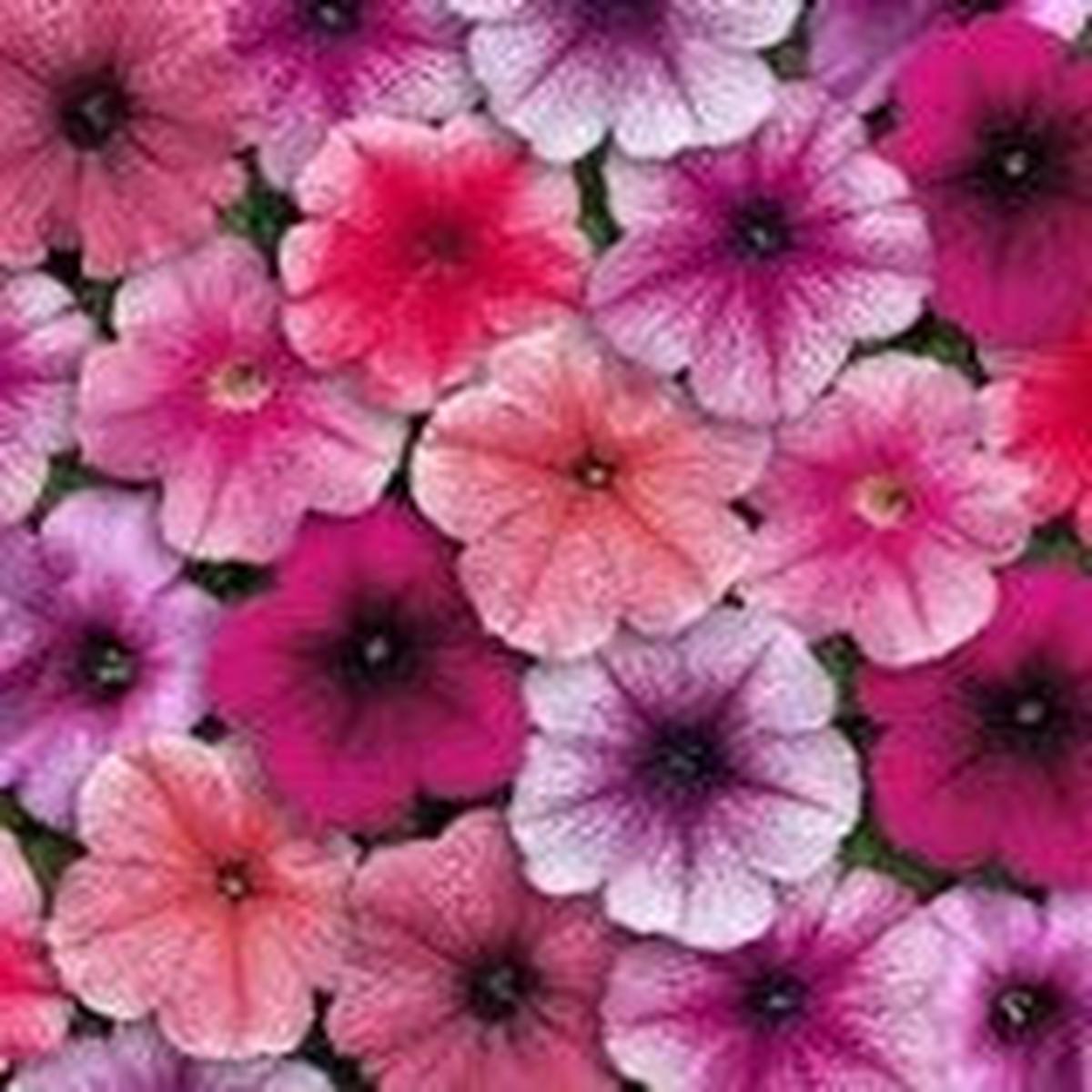Petunia Carpet Reflections - 10 seeds