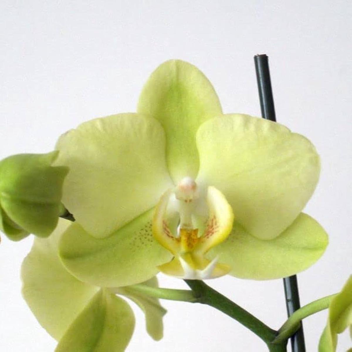 Phalaenopsis Orchid Seeds Pale Green for Planting | Heirloom Non-GMO High Germination Organic Garden Seeds