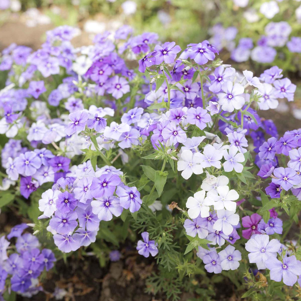 Phlox Seeds - Moody Blues