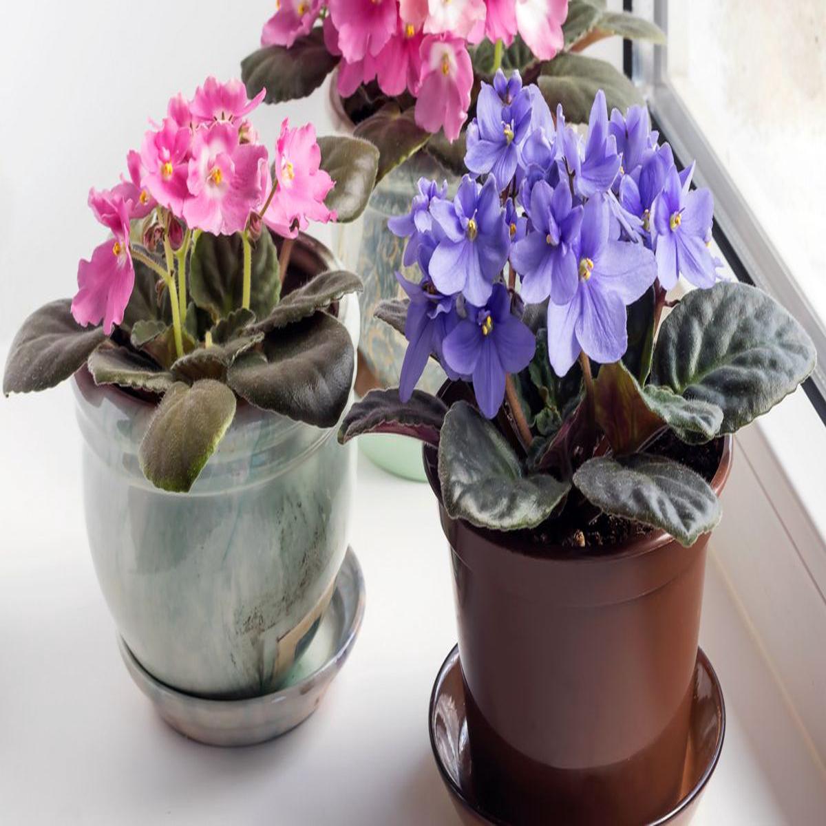 Pink Blue Saintpaulia Flower Seeds for Planting  Heirloom Non-GMO High Germination Organic Garden Seeds