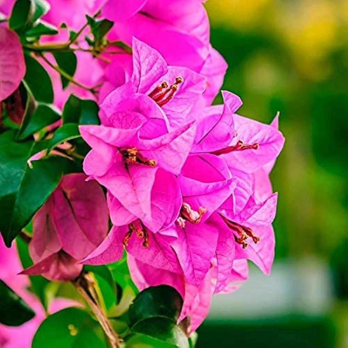Pink Bougainvillea Flower Seeds for Planting Heirloom, Non-GMO, Premium Quality Organic Garden Seeds