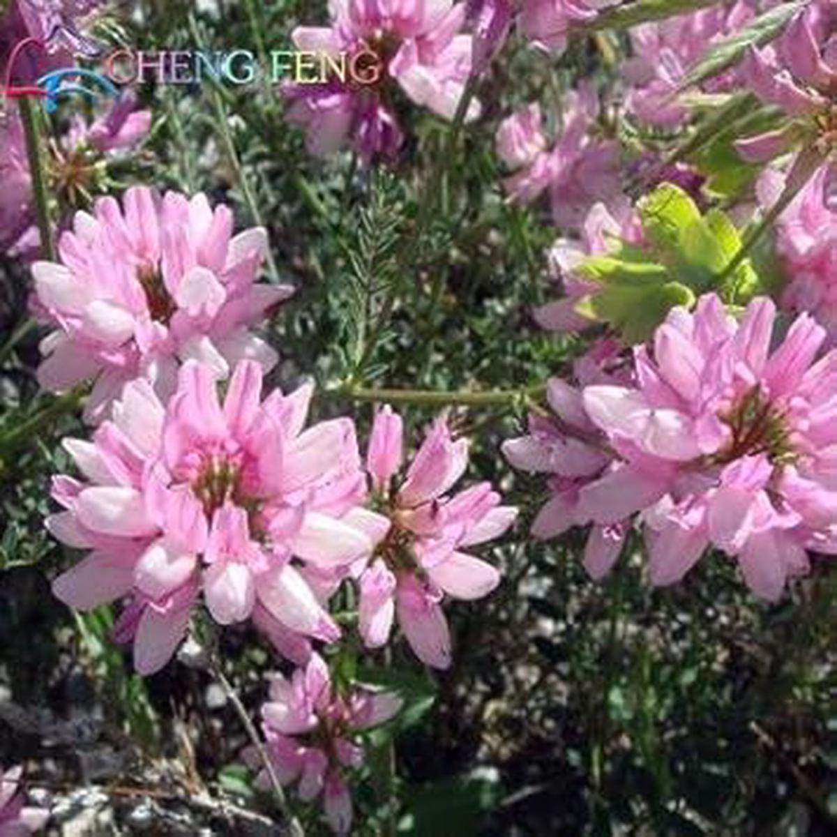 Pink Crownvetch Flower seeds for Planting - Cottage Garden Essential, Heirloom & GMO Free Seeds for Home Garden