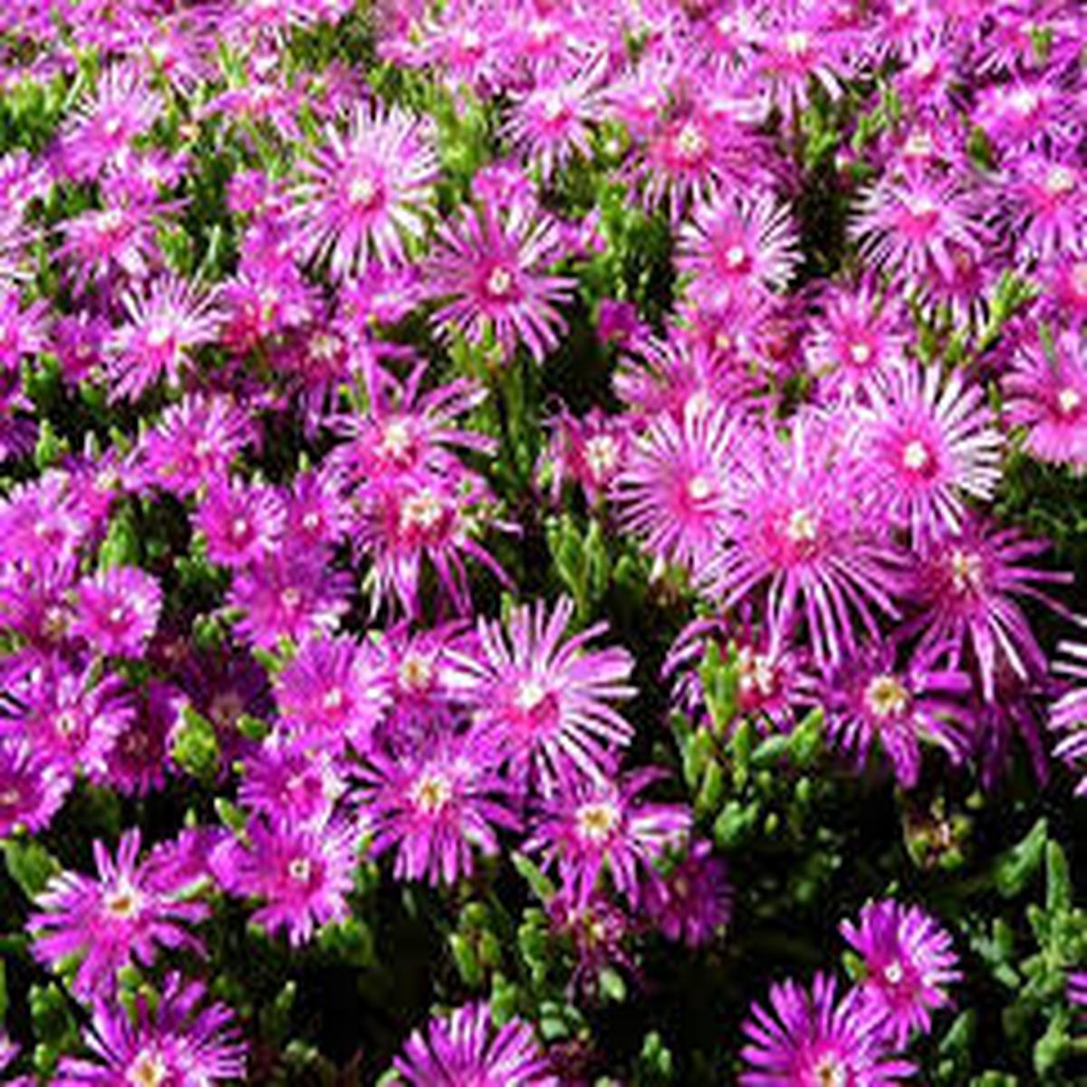 Pink Delosperma Flower Seeds for Planting, 100 pcs